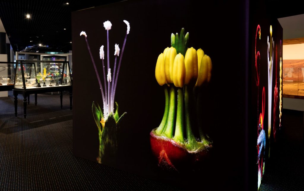 Exhibition view featuring a large-scale light-box room with full colour images of flower pistols and stamen and exhibition showcases with historical botanical models.